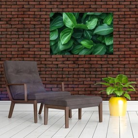 Obraz - Zelené listy (90x60 cm)