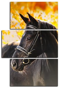 Obraz na plátne - Čierny kôň - obdĺžnik 7220D (90x60 cm)