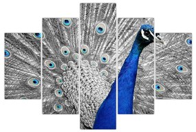 Obraz - modrý páv (150x105 cm)