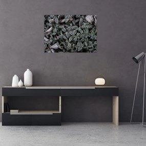 Sklenený obraz - Zamrznuté rastliny (70x50 cm)