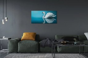 Obraz na plátne Swan vo vode 100x50 cm