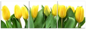 Obraz na plátne - Žlté tulipány - panoráma 503B (90x30 cm)