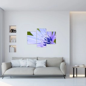 Obraz - kvet (90x60 cm)