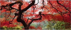 Obraz červeného japonského javora, Portland, Oregon (120x50 cm)