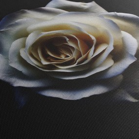 Obraz bielej ruže (150x105 cm)