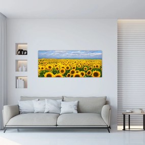 Obraz slnečnicového poľa (120x50 cm)