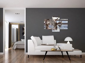 Obraz - Sob (90x60 cm)