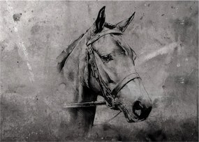 Sklenený obraz - Portrét koňa (70x50 cm)