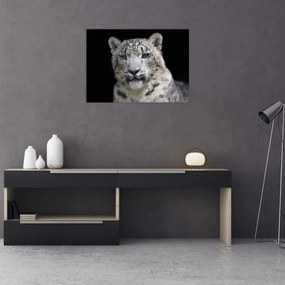 Sklenený obraz - Leopard snežný (70x50 cm)