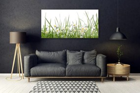 Obraz na akrylátovom skle Tráva sedmokrásky príroda 120x60 cm