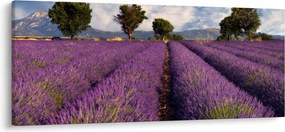 Obraz - Levanduľové pole a hory (120x50 cm)