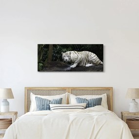 Obraz - Tiger albín (120x50 cm)
