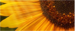 Obraz - Slnečnica (120x50 cm)