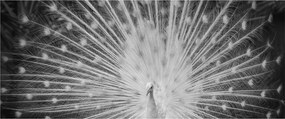 Obraz - Biely páv (120x50 cm)