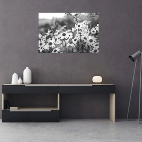 Obraz - Kopretiny (90x60 cm)
