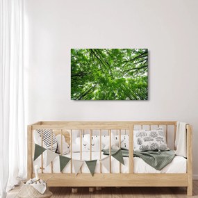 Obraz - Pohľad do korún stromov (90x60 cm)