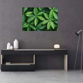 Obraz - Listy s kvapkami rosy (90x60 cm)