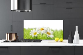 Sklenený obklad Do kuchyne Sedmokráska kvety rastlina 120x60 cm