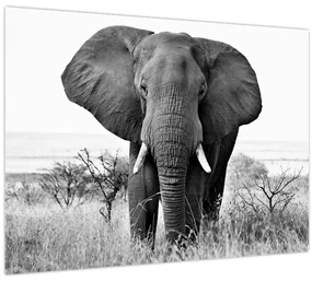 Obraz - Slon africký II. (70x50 cm)