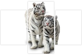 Obraz - Biely tiger (90x60 cm)