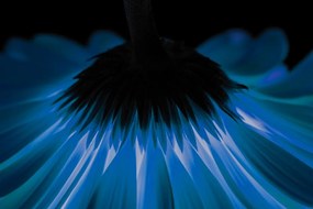 Obraz modrá gerbera na tmavom pozadí Varianta: 120x80