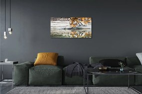 Obraz na plátne tiger pitie 125x50 cm