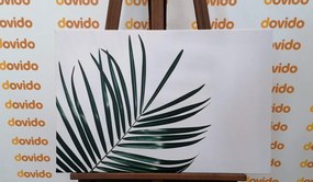 Obraz minimalistický list palmy
