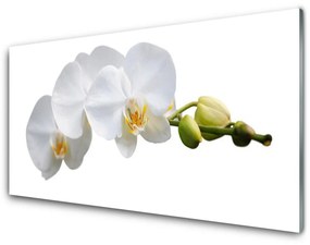 Obraz na akrylátovom skle Kvety rastlina príroda 100x50 cm