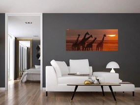 Obraz - Žirafy v africkej savane (120x50 cm)