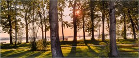 Obraz stromov pri jazere (120x50 cm)
