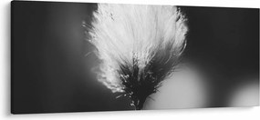 Obraz - Čiernobiely cottongrass (120x50 cm)