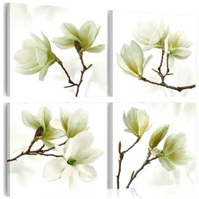 Obraz - Admiration of Magnolia Veľkosť: 40x40, Verzia: Premium Print