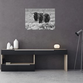 Obraz - Škótske kravy (70x50 cm)