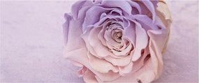 Obraz detailu kvetu ruže (120x50 cm)