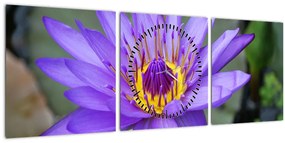 Obraz - Fialová kvetina (s hodinami) (90x30 cm)