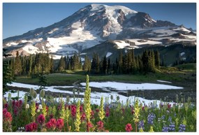 Obraz - Mount Rainier (90x60 cm)