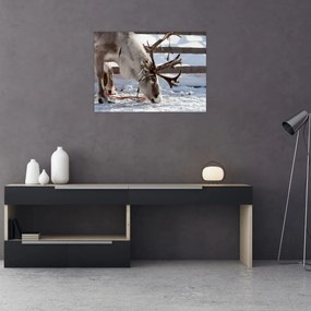 Obraz - Sob (70x50 cm)