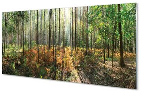 Obraz plexi Les breza 140x70 cm