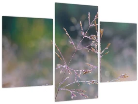 Obraz - Detail traviny (90x60 cm)