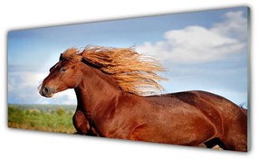 Obraz na akrylátovom skle Kôň zvieratá 125x50 cm
