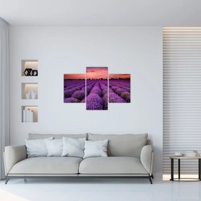 Obraz - Levanduľové pole (90x60 cm)