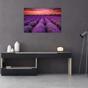 Obraz - Levanduľové pole (90x60 cm)
