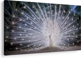 Obraz - Biely páv (90x60 cm)