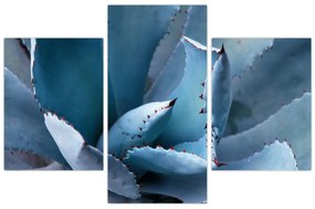 Obraz - Agáve (90x60 cm)
