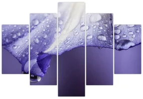 Obraz - Okvetný lístok s kvapkami (150x105 cm)