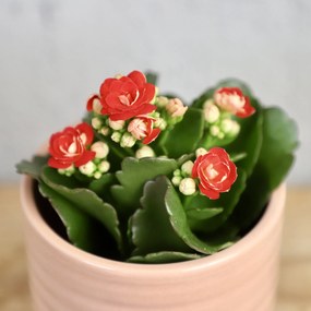 Kalanchoe Grandiva červené