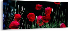 Obraz - Tanec vlčích makov (120x50 cm)
