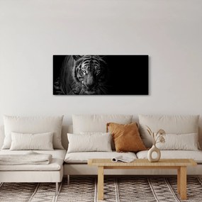 Obraz divokého tigra (120x50 cm)