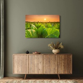 Obraz - Pole (90x60 cm)
