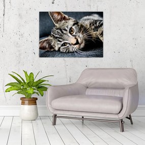 Sklenený obraz - Mačiatko (70x50 cm)